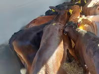 牛只（批次，未指定性别）, Simmental cattle — 照片 4