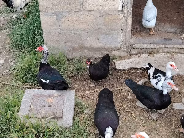 pato criollo doméstico