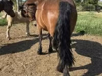 Yegua, Caballos — foto 4