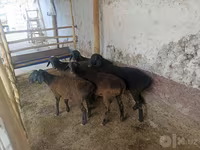 Ovejas (lote, sexo no especificado), Ovejas — foto 4