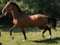 حصان, Dutch warmblood horse — الصورة 3