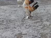 Japanese Bantam — photo 3