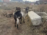 बकरा, Alpine goat — फ़ोटो 1
