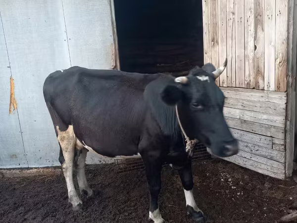 بقرة, Russian Black pied cattle
