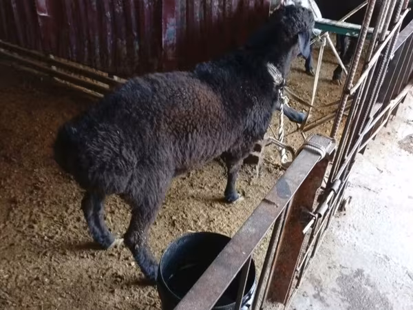 كبش, Hissar sheep