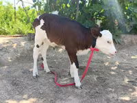 Cow, Simmental cattle — photo 8