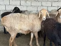 公羊, Sheep — 照片 2