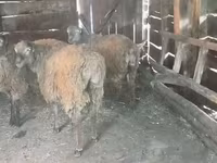 Ram, Sheep — photo 2