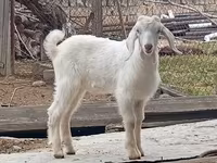 Cabro, Damask goat — foto 3