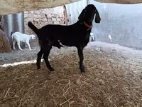Ziegenbock, Nubian Goat — Foto 4