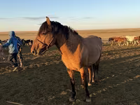 Caballo, Mugalzhar horse — foto 7