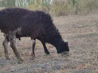 Widder, Blackheaded Persian sheep — Foto 7