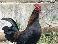 Japanisches Bantam — Foto 2