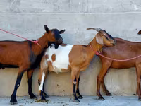 عنزة, Nubian Goat — الصورة 5