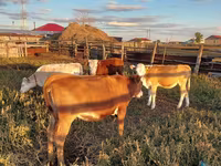 Vaca, Ganado vacuno — foto 4
