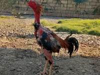 Chickens — Foto 1