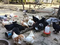 पेकिन बैंटम — फ़ोटो 3