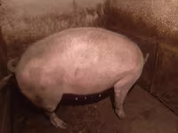 Säue, Schweine — Foto 5