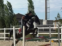 فرس, Friesian sport horse — الصورة 1
