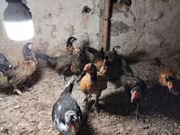 Chickens — photo 1