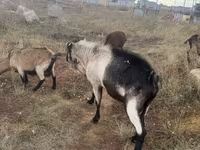 बकरा, Alpine goat — फ़ोटो 3