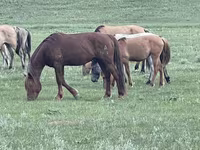Yegua, Horse breed — foto 6