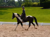 Hengst, Friesian — Foto 4