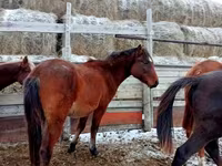 حصان, Kazakh horse — الصورة 5