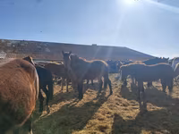 خيول (دفعة، الجنس غير محدد), Soviet Heavy draft — الصورة 2