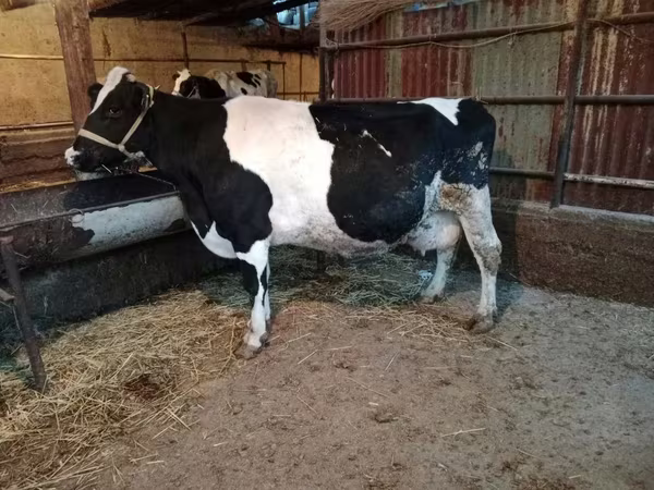 Kuh, Latvian Blue cattle