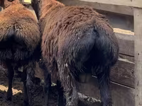 Carnero, Arashan sheep — foto 3