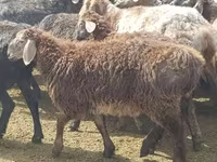 نعجة, Edilbay sheep — الصورة 2