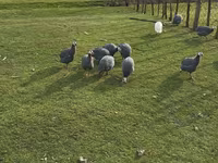 Turkeys — photo 5