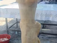Carnero, Ovejas — foto 5