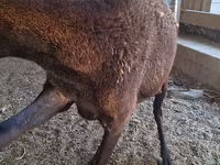 Sheep, Arashan sheep — photo 3