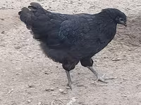 Australian Pit Game fowl — photo 2