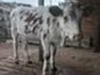 ثور, Swiss cattle — الصورة 7