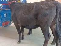 Vaca, Aberdeen-Angus — foto 3