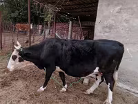 Kuh, Latvian Blue cattle — Foto 1