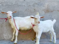 Cabra, Saanen goat — foto 3