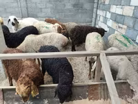 母羊, Sheep — 照片 3