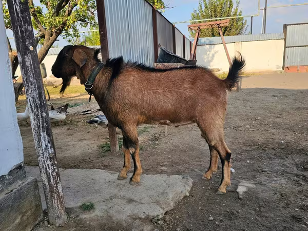 母山羊, Goats