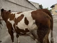 Kuh, Simmental cattle — Foto 1