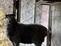 Billy Goat, Goats — photo 1