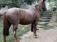 Mare, Kazakh horse — photo 4