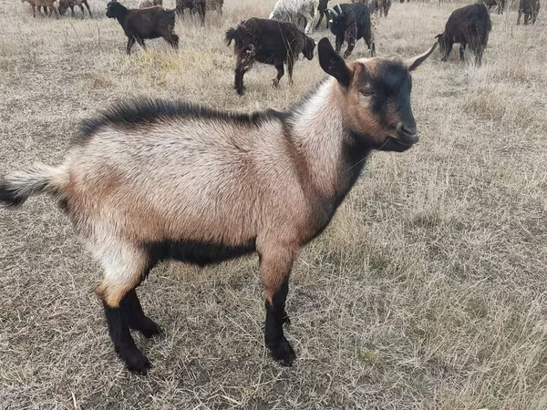 बकरा, Alpine goat