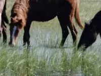 Yegua, Horse breed — foto 2