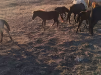 حصان, Kazakh horse — الصورة 5