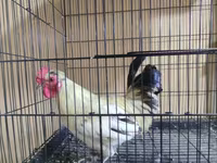 ياباني بانتام — الصورة 5