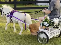 Horse (M), Miniature horse — photo 2